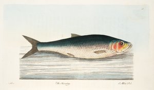 Der Hering, aus Eine Abhandlung über Fische und Fischteiche, veröffentlicht 1832