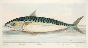 Die Makrele, aus Eine Abhandlung über Fische und Fischteiche, veröffentlicht 1832