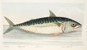 Die Makrele, aus Eine Abhandlung über Fische und Fischteiche, veröffentlicht 1832