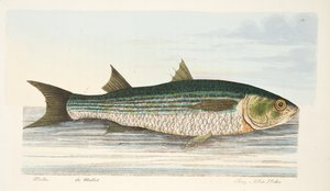 Die Meeräsche, aus Eine Abhandlung über Fische und Fischteiche, veröffentlicht 1832