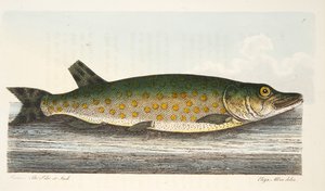 Der Hecht, aus Eine Abhandlung über Fische und Fischteiche, veröffentlicht 1832