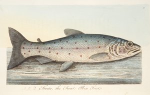 Die Forelle, aus Eine Abhandlung über Fische und Fischteiche, veröffentlicht 1832
