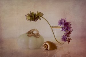 Sanfter Kürbis Stillleben