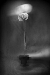 Anmutige Lichtblüte