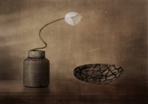 Weiße Blüte Stillleben