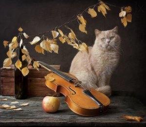 Herbstkatze und Violine