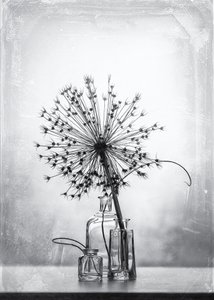 Monochrome botanische Studie von Eleonora Grigorjeva