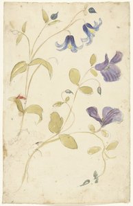 Studien von violetten und blauen Blumen