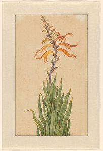 Crocosmia (Montbretie) von Elias van den Broeck (signed by artist)