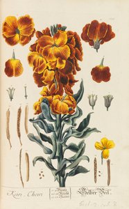 Herbarium Blackwellianum emendatum et auctum, 1754-1773