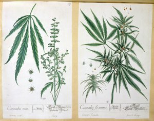 Cannabis mas und Cannabis foemina, aus 