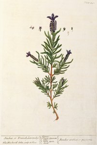 Französischer Lavendel, Tafel 241 aus 