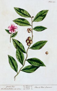 Grüner Tee, 1782