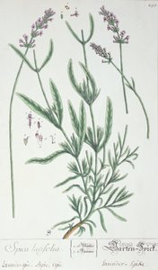 Lavendelspitze, Tafel aus 