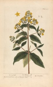Lysimachia (Felberich), Tafel 278 aus 