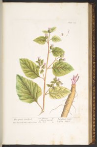 Tafel 117, aus 