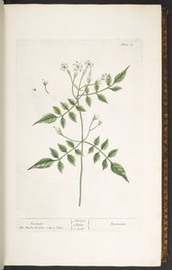 Tafel 13, Jasmin, aus 
