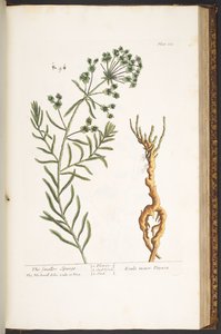 Tafel 163, aus 