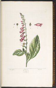 Tafel 16, Fingerhut, aus 