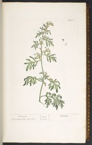 Tafel 17, Wermut, aus 