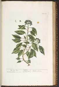Tafel 188, aus 