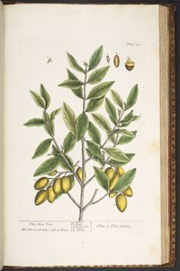 Tafel 199, aus 