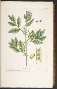 Tafel 19, Die Bohne, aus 