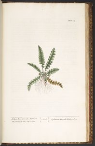 Tafel 216, aus 
