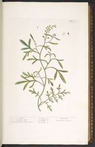 Tafel 23, Gartenkresse, aus 