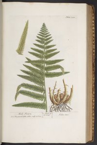 Tafel 323, aus 