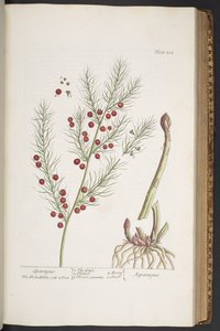 Tafel 332, Spargel, aus 