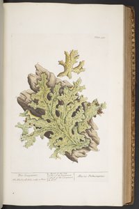 Tafel 335, aus 