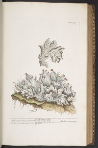 Tafel 336, Aschfarbenes Lebermoos, aus 