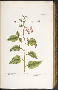 Tafel 34, Bittersüßer Nachtschatten, aus 