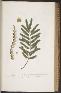 Tafel 377, aus 