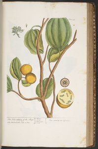 Tafel 395, aus 