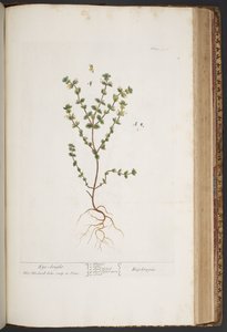 Tafel 427, aus 