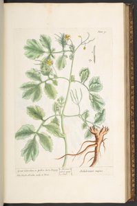 Tafel 91, Schöllkraut oder Gelber Hornmohn, aus 