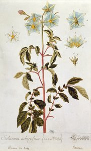 Kartoffelblüten, Tafel aus 