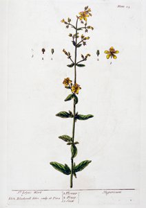 Johanniskraut, 1782 von Elizabeth Blackwell