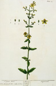 Johanniskraut, Tafel 15 aus 