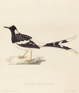 Enicurus Maculatus (Gefleckter Forktail)