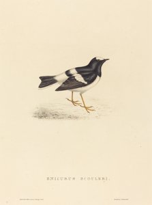 Enicurus Scouleri (Kleiner Forktail)