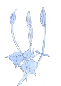 Wie ein Gärtner geduldig darauf wartet, dass die Knospen zur richtigen Zeit aufgehen, so muss ich auf die Früchte von Gottes Werk in meinem Leben warten, 2002