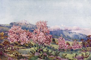 Mandelblüte, Tal von Orotava