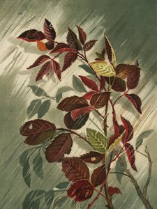 Herbstblätter im Regen