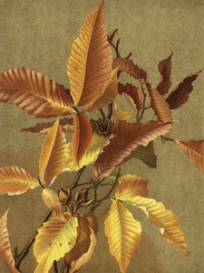 Herbstblätter Nr. 3 Buche