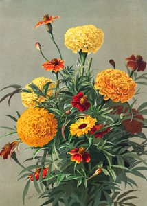 Ringelblumen