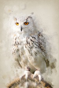 Majestätischer Schneeeulenblick