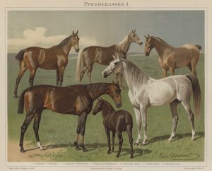Pferderassen von Emil Volkers